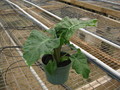 Low Rider Alocasia